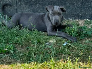 Cane Corso dogs Cane corso pup female fully vaccinated - Advert 5