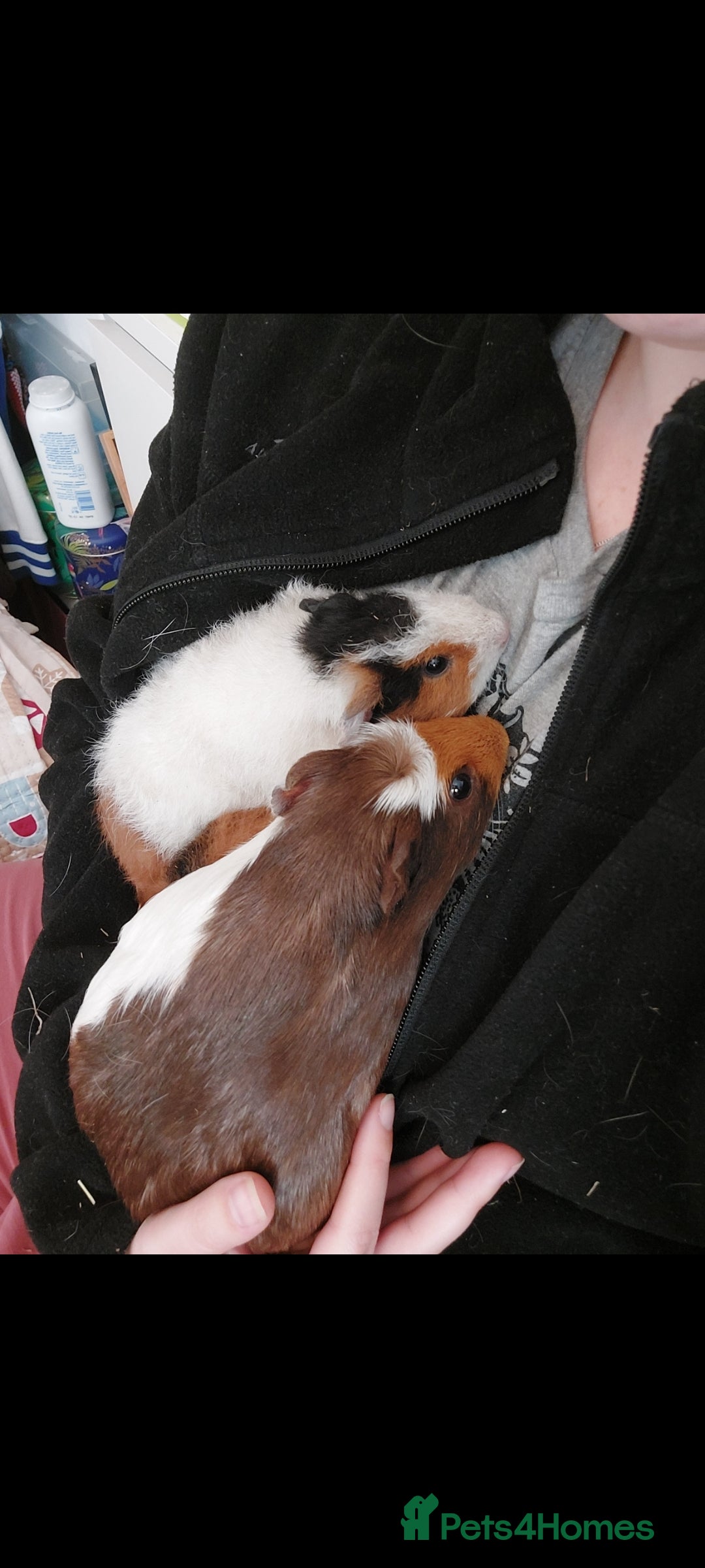 Guinea Pig rodents for sale: 4 Female guinea pigs for rehoming - Advert 7