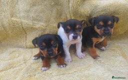 Jack Russell dogs for sale: Jack russell puppies - Image 3