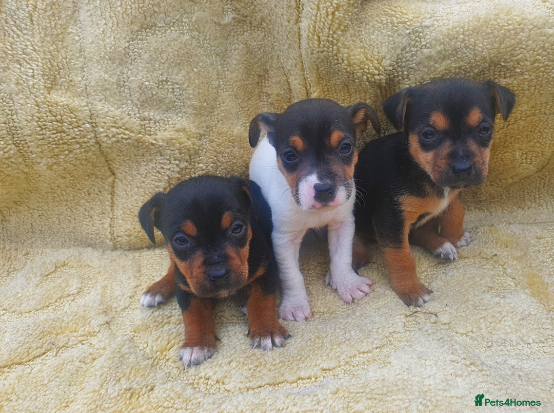 Jack Russell dogs for sale: Jack russell puppies - Image 3