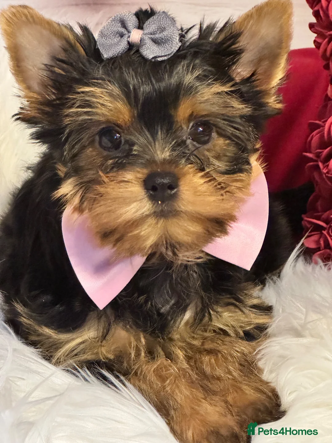 Yorkshire Terrier dogs for sale: ‼️REDUCED PRICE‼️QUALITY KC REG Yorkshire Terrier - Advert 2