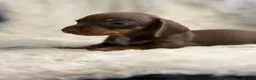 Miniature Dachshund dogs for sale: Beautiful dachshund puppies  - Advert 19