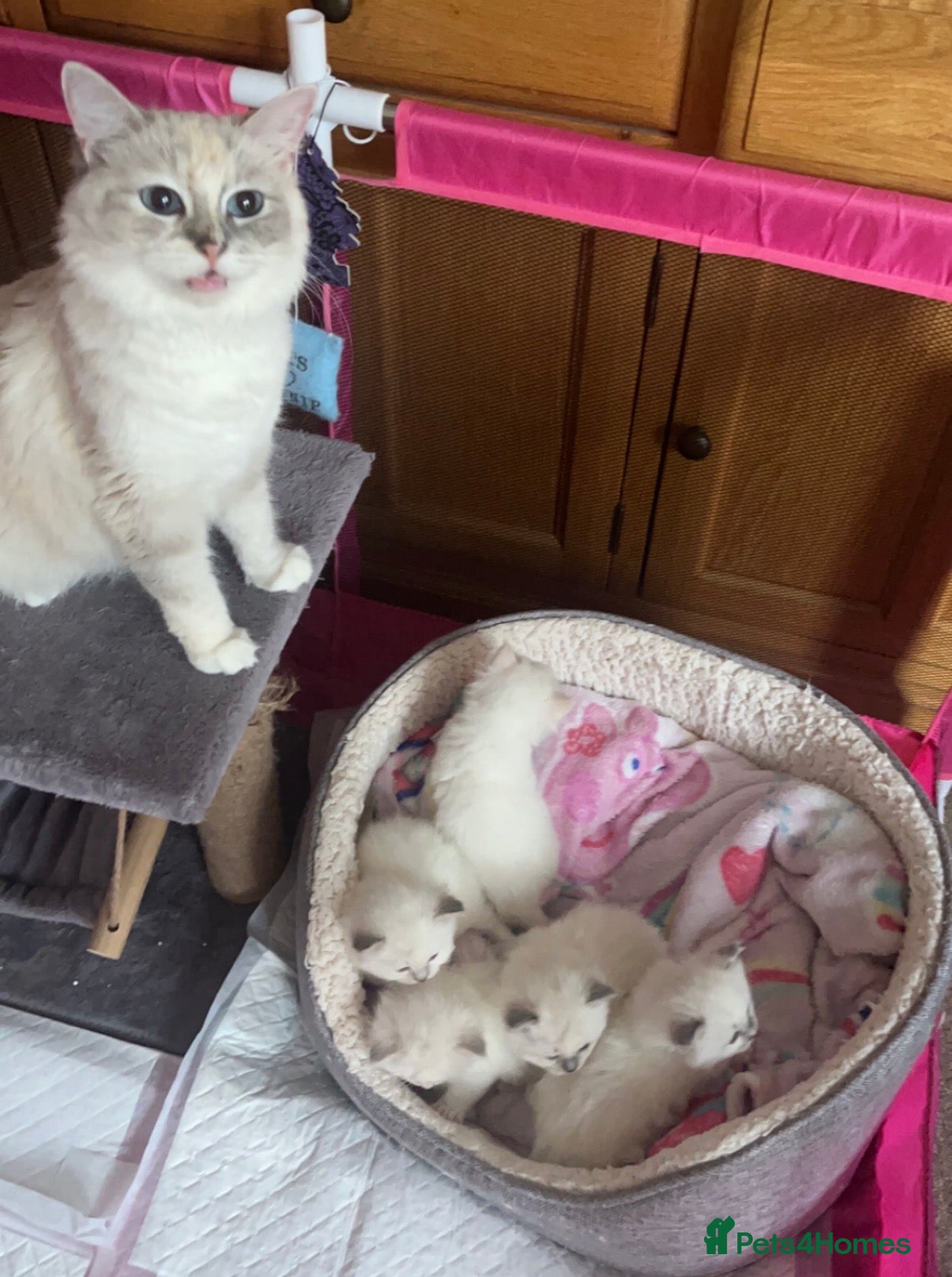 Ragdoll cats for sale: Ragdoll kittens champion breed GCCF show quality  - Advert 1
