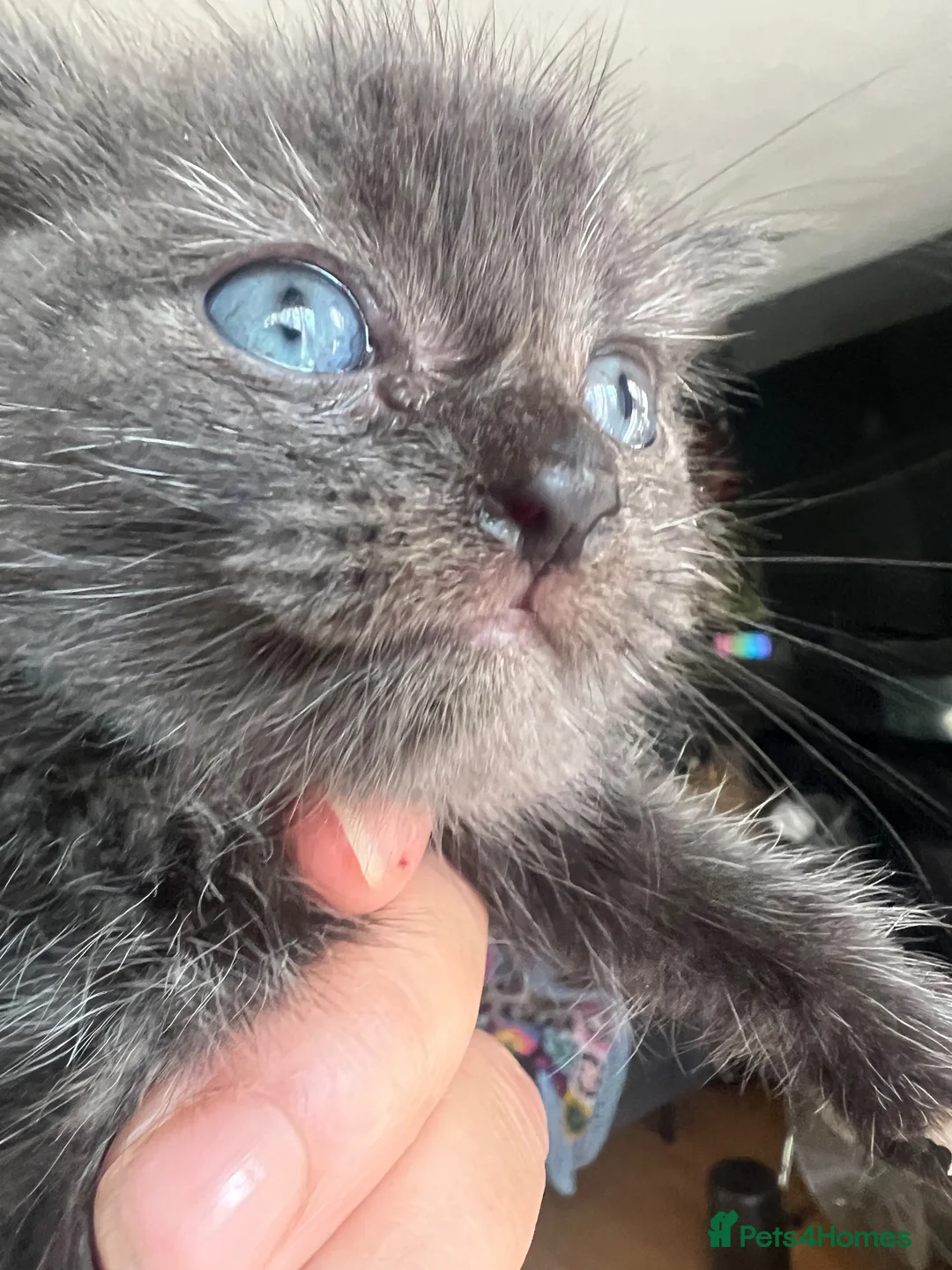 Siberian cats for sale: Fluffy Siberian kittens looking for cuddles - Advert 1