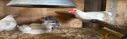Hens poultry for sale: Pekin hens - Advert 2