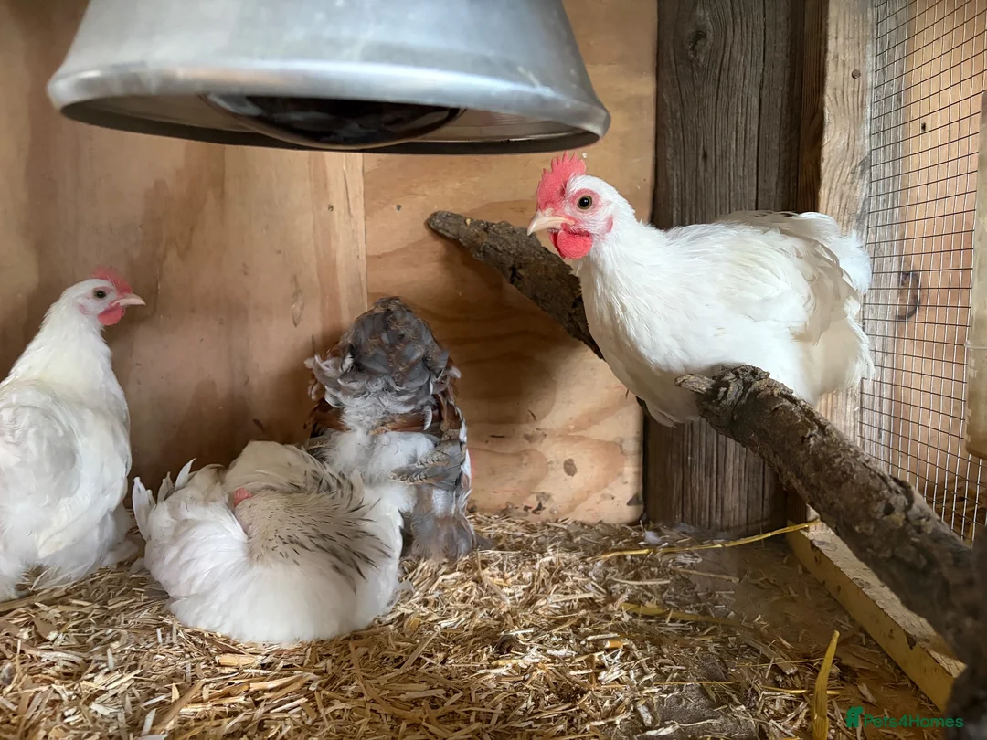 Hens poultry for sale: Pekin hens - Advert 2