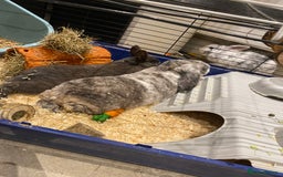 Mixed Breed rabbits for sale: Three beautiful male rabbits - Image 9