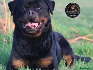 Rottweiler dogs Beautiful Adult Female Rottweiler For Pet/ShowHome - Advert 8
