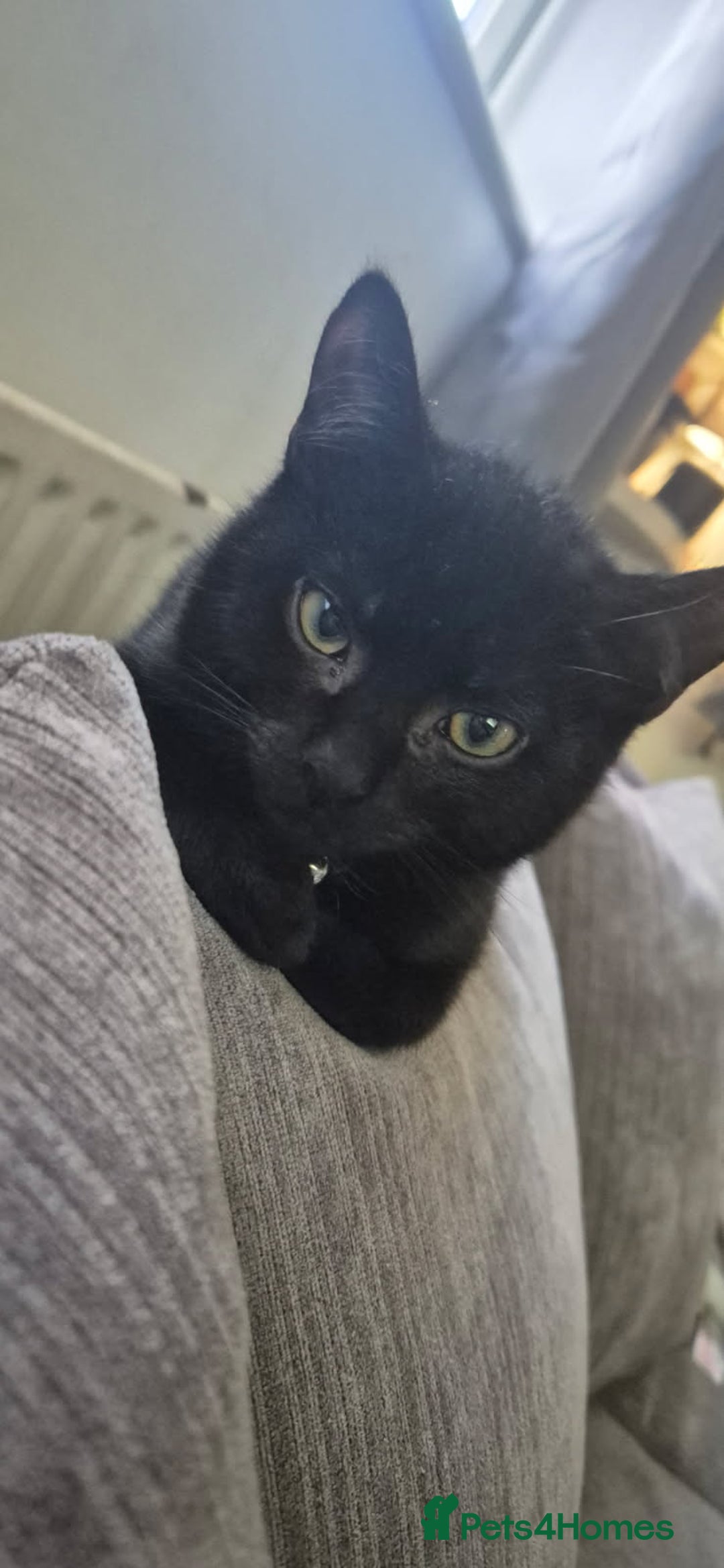 British Shorthair cats for sale: Male kitten - Advert 2