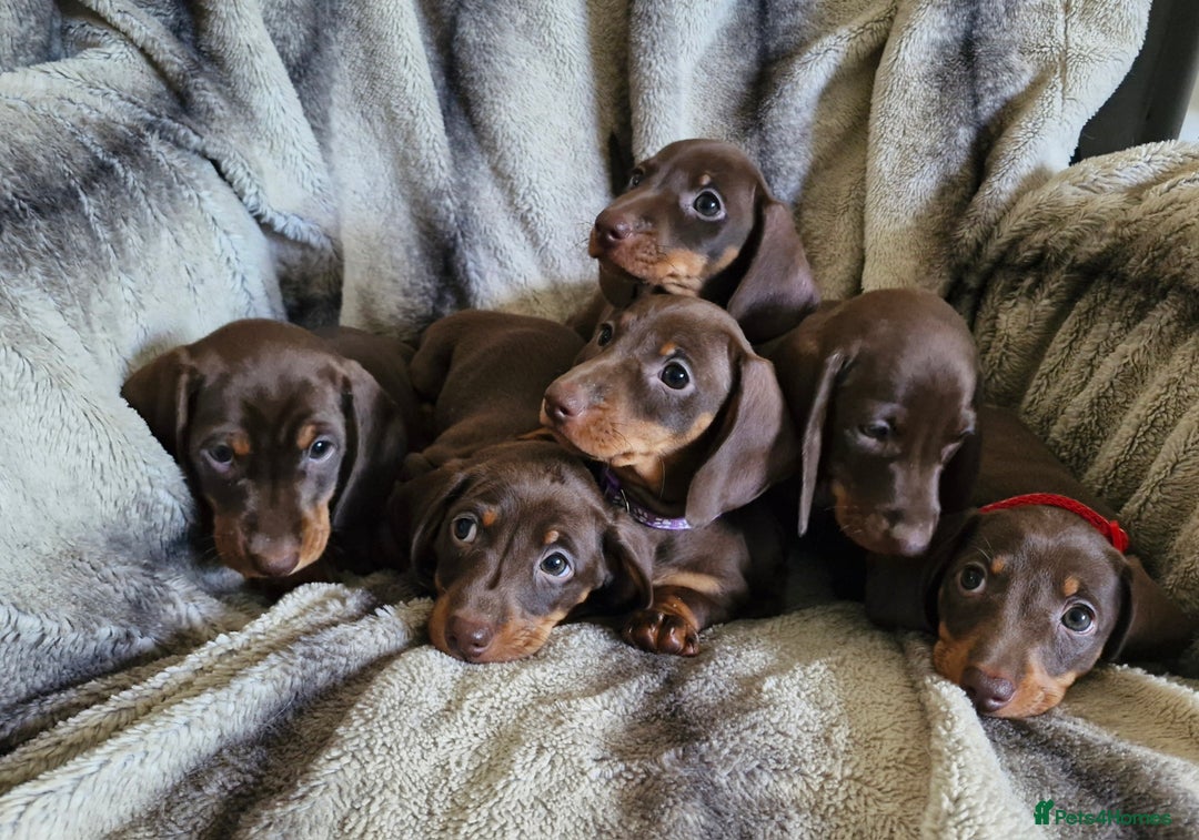 Miniature Dachshund dogs for sale: *READY TO LEAVE 2 LEFT* Miniature Dachshunds in Market Harborough - Image 6