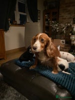 Cockalier dogs - Advert 5