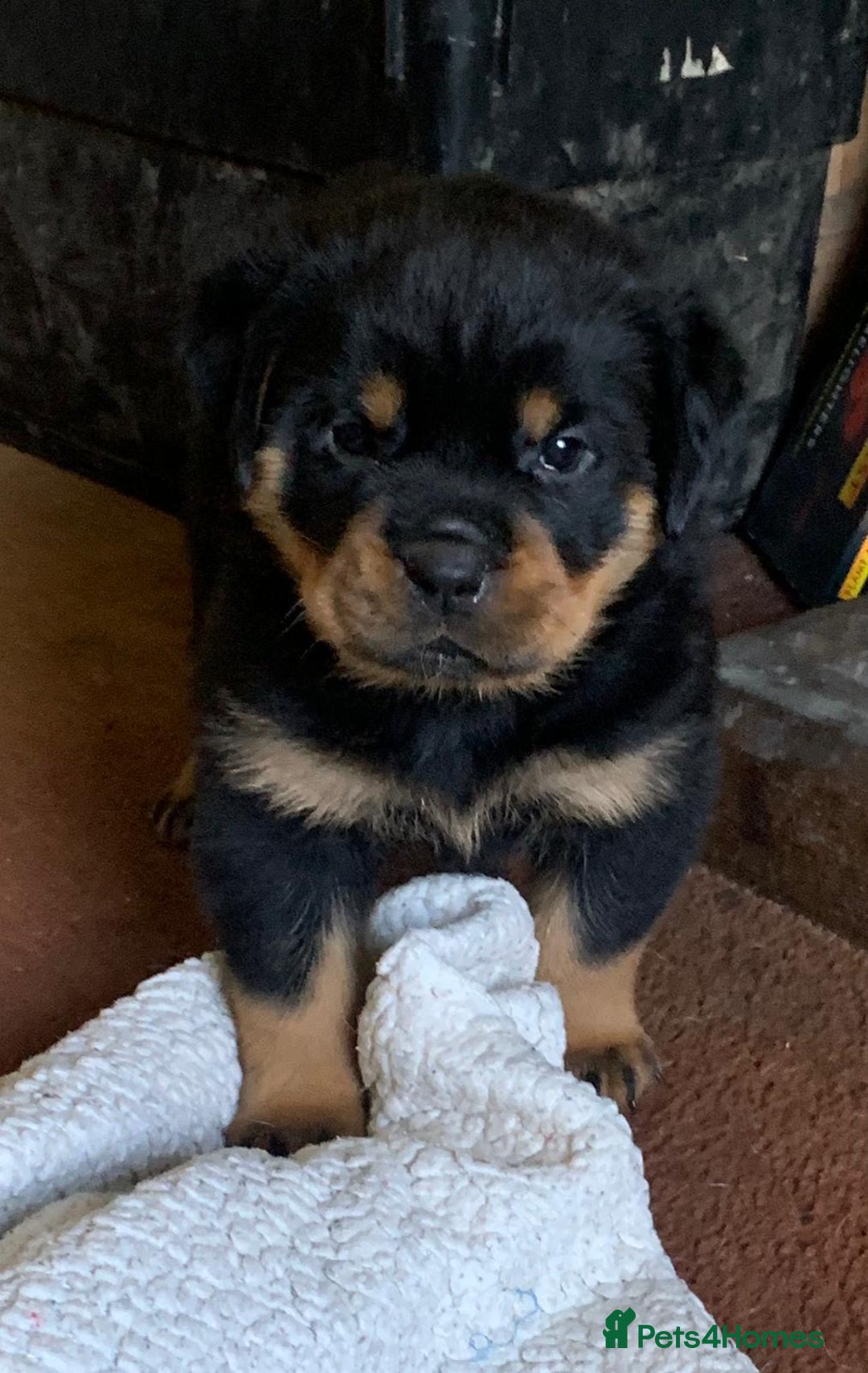 Rottweiler dogs for sale: Proper big old fashioned Rottie  pups ready now  - Advert 12