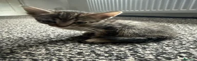 Mixed Breed 3