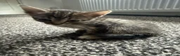 Mixed Breed cats for sale: Tabby kittens for sale - B31 - Advert 5