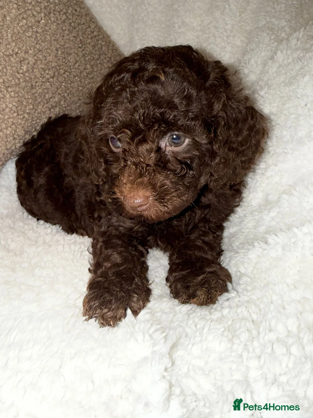 Miniature Poodle dogs for sale: Stunning Chocolate Miniature Poodles - Advert 23