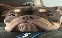 Olde English Bulldogge dogs for sale: Baby D - 11 Months Old  - Image 1