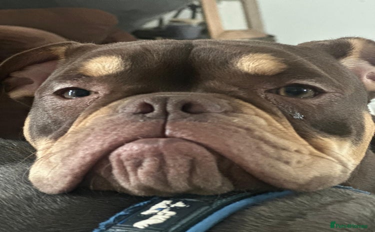 Olde English Bulldogge dogs - Advert 1