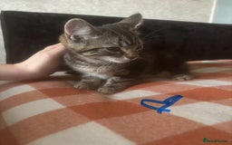 British Longhair cats for sale: British long hair x kittens ready to go - Image 5