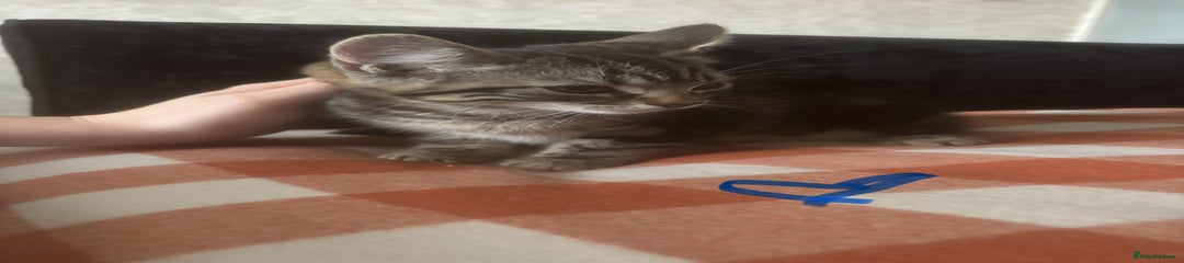 British Longhair Kitten 1