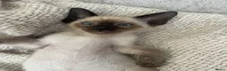 Siamese cats for sale: Last girl lilac point left  - Advert 11