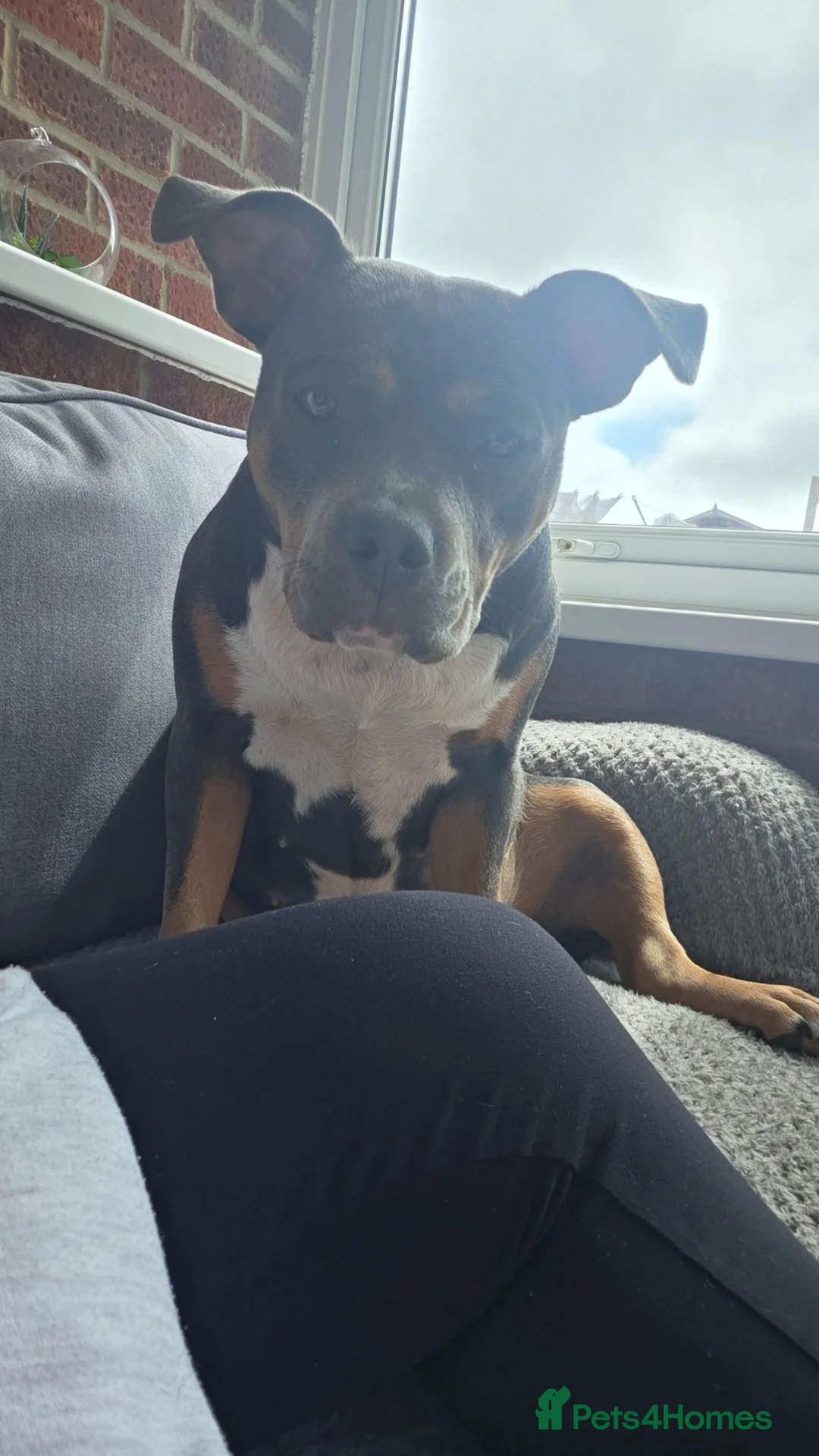 Staffordshire Bull Terrier dogs for sale: Female staffordshire bull terror  - Advert 2