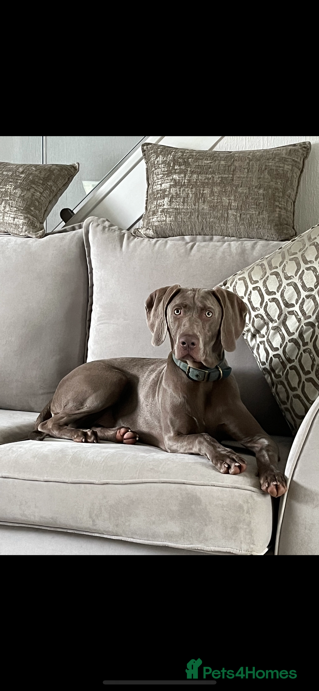 Weimaraner dogs for sale: Wiemaraner puppies - Advert 5