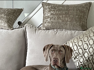 Weimaraner dogs Wiemaraner puppies - Advert 1