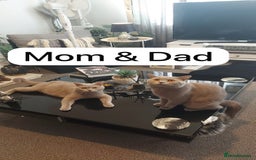 British Shorthair cats for sale: STUNNING BSH LILAC KITTENS 3 MALES/1 FEMALE  - Advert 15