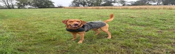 Labrador Retriever dogs for stud: Fox Red Labrador Retriever Stud – Bailey - Advert 4