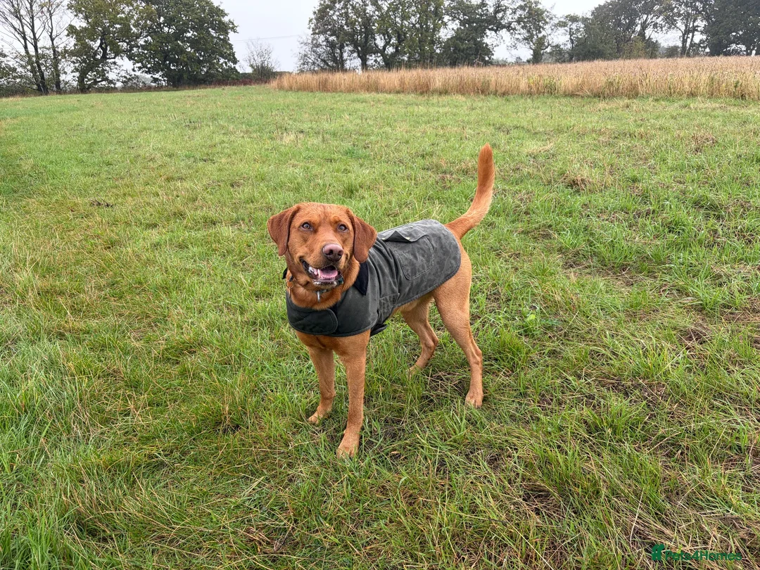 Labrador Retriever dogs for stud: Fox Red Labrador Retriever Stud – Bailey - Advert 4