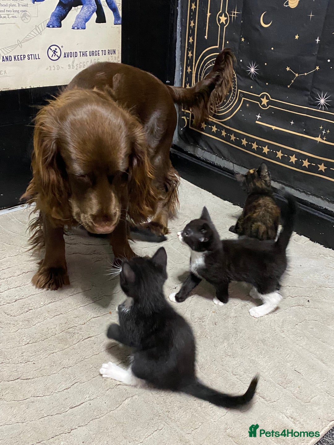 Cocker Spaniel dogs for sale: Cocker spaniel for unfortunate rehome🐶 - Image 6