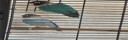 Lovebirds birds for sale: pairs of love birds breeding pairs with cage - Advert 8