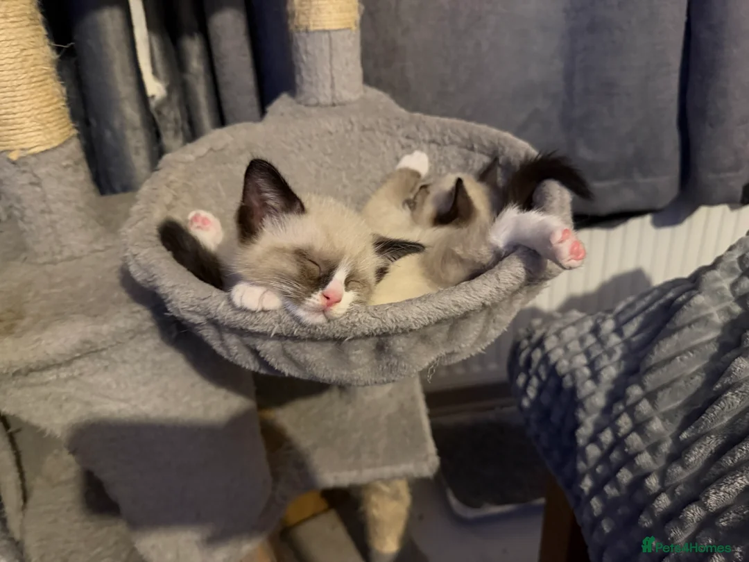 Ragdoll cats for sale: 5 beautiful ragdoll cross kittens available. - Advert 16