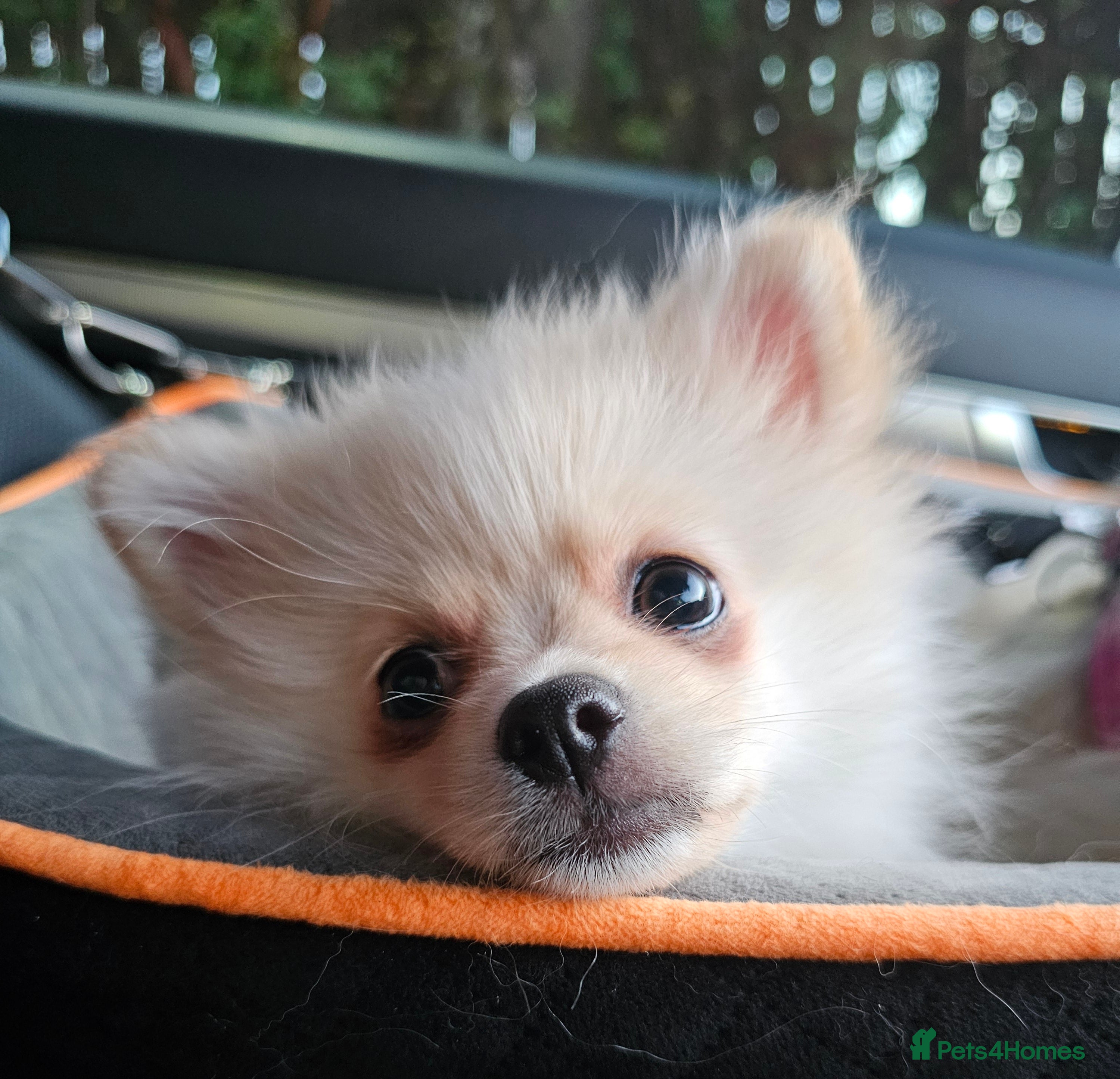 Pomeranian dogs 🐾 Beautiful Pomeranian Puppy Girl for Sale 🐾 - Advert 1
