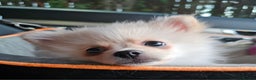 Pomeranian dogs for sale: 🐾 Beautiful Pomeranian Puppy Girl for Sale 🐾 - Advert 1