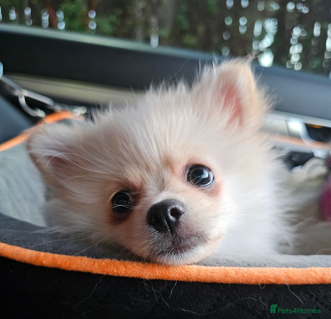 Pomeranian dogs for sale: 🐾 Beautiful Pomeranian Puppy Girl for Sale 🐾 - Advert 1