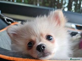 Pomeranian dogs 🐾 Beautiful Pomeranian Puppy Girl for Sale 🐾 - Advert 1
