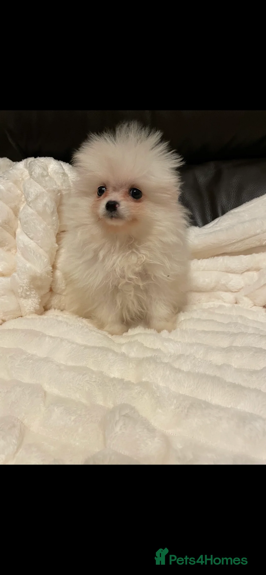 Pomeranian dogs for sale: Stunning little Pomeranian KC white Boy - Advert 8