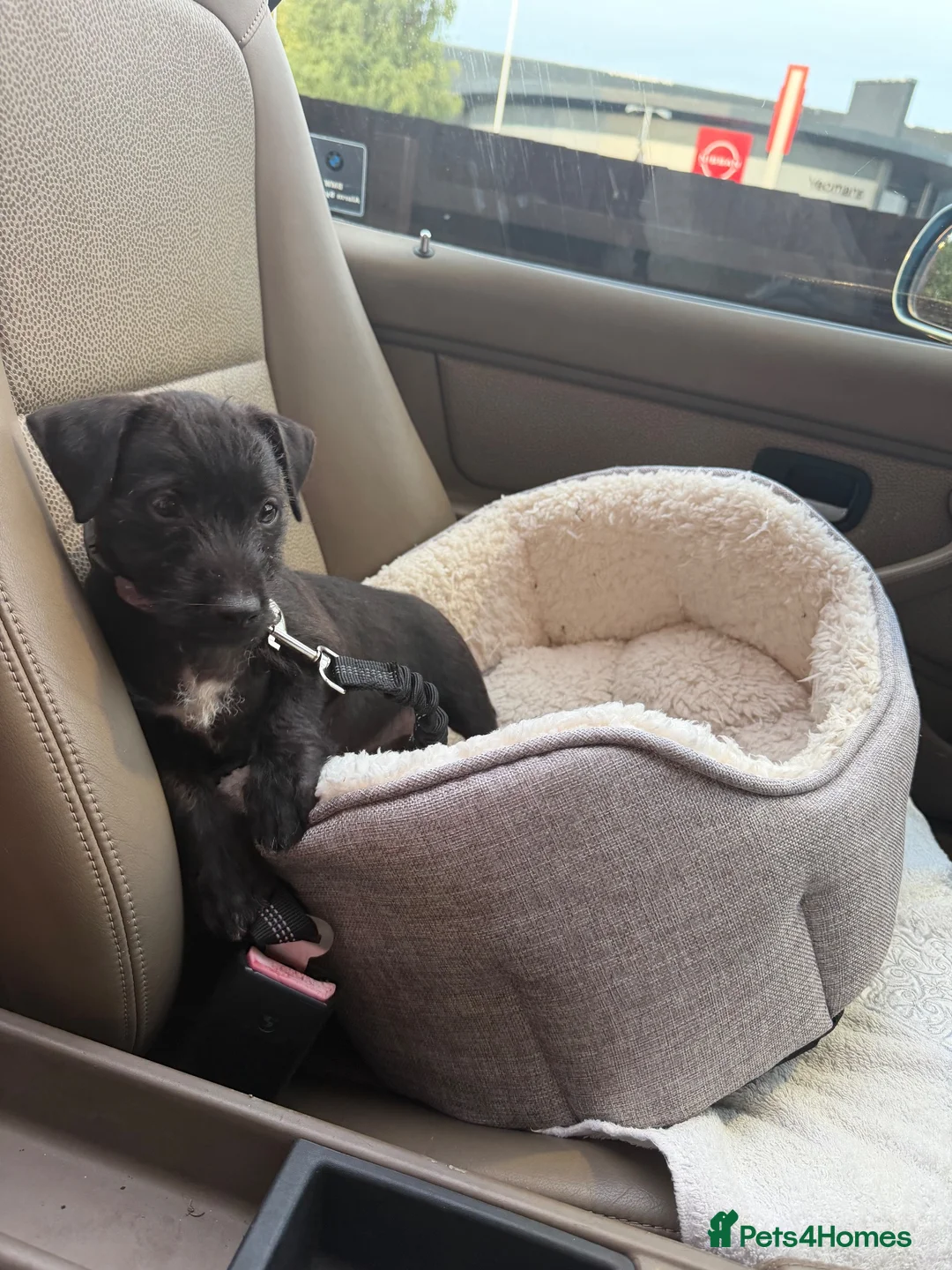 Jack Russell dogs for sale: Jack Russell Puppy - Advert 8