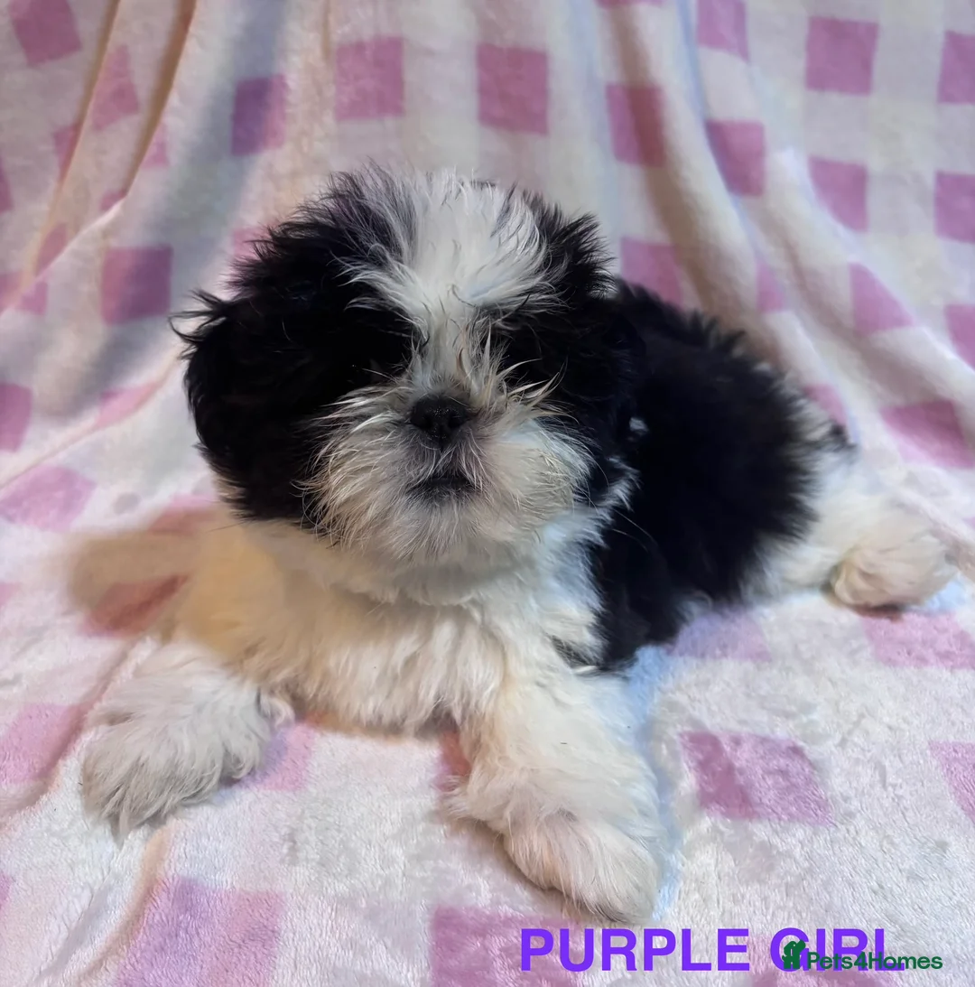 Shih Tzu dogs for sale: BEAUTIFUL IMPERIAL SHIH-TZU PUPPYS FOR SALE  - Advert 4