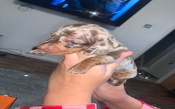 Miniature Dachshund dogs for sale: Kc miniature daschunds - Image 7