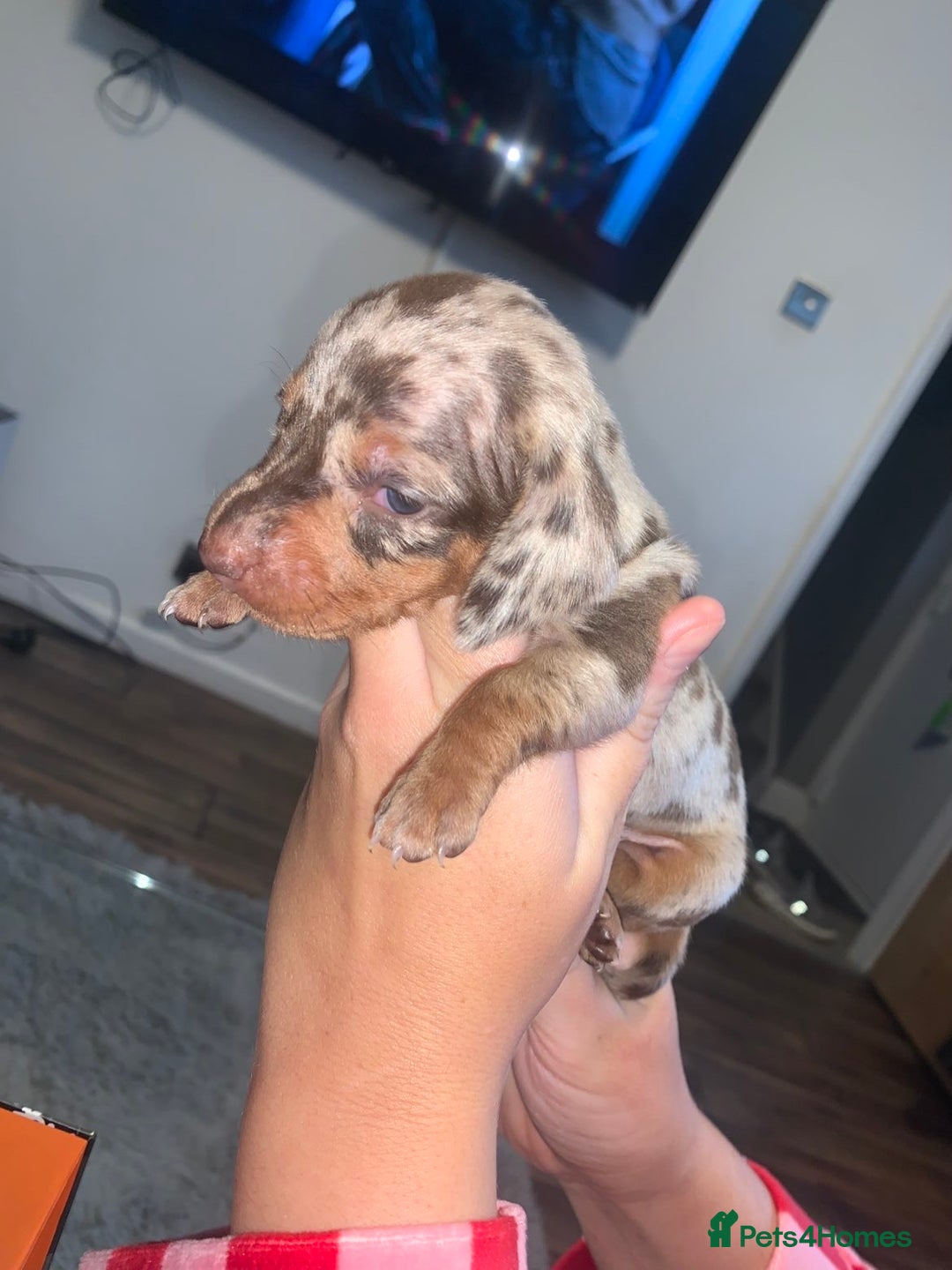 Miniature Dachshund dogs for sale: Kc miniature daschunds - Image 7