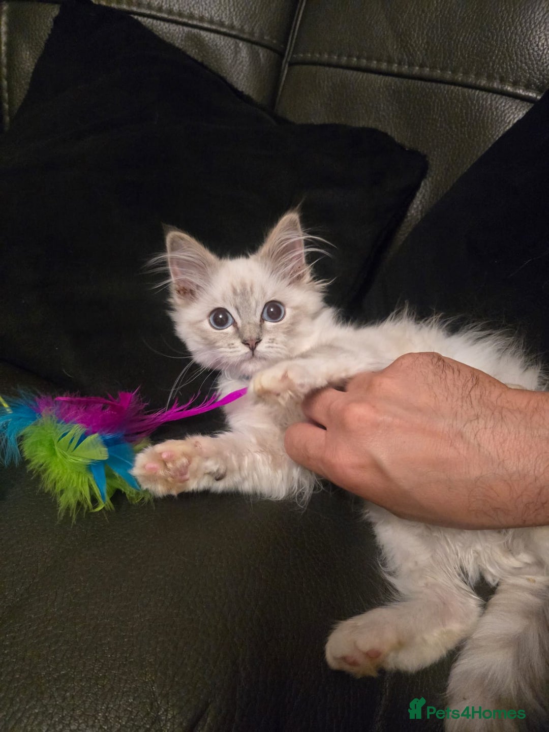 Ragdoll cats for sale: Ragdoll 6 months old - Image 3
