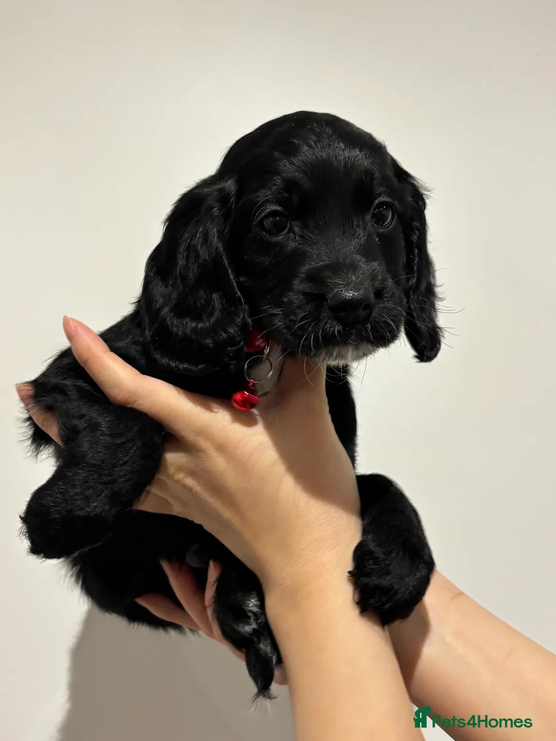 Cockapoo dogs for sale: Beautiful Cockapoo Puppies – 6 Boys & 2 Girls - Advert 36