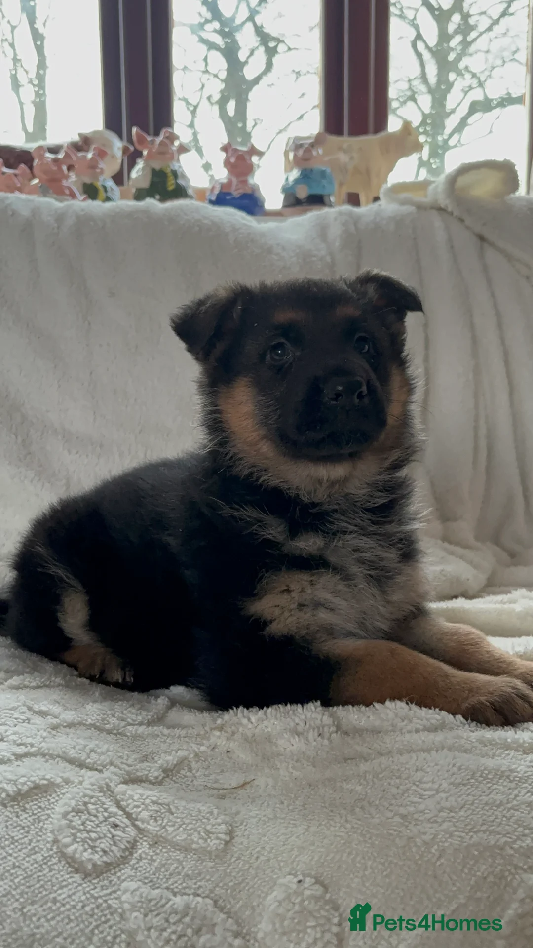German Shepherd dogs for sale: Beautiful German Shepard Pups for sale. - Advert 3
