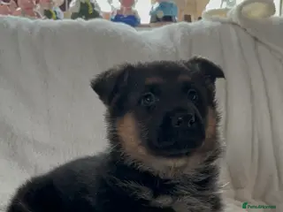 German Shepherd dogs Beautiful German Shepard Pups for sale. - Advert 9