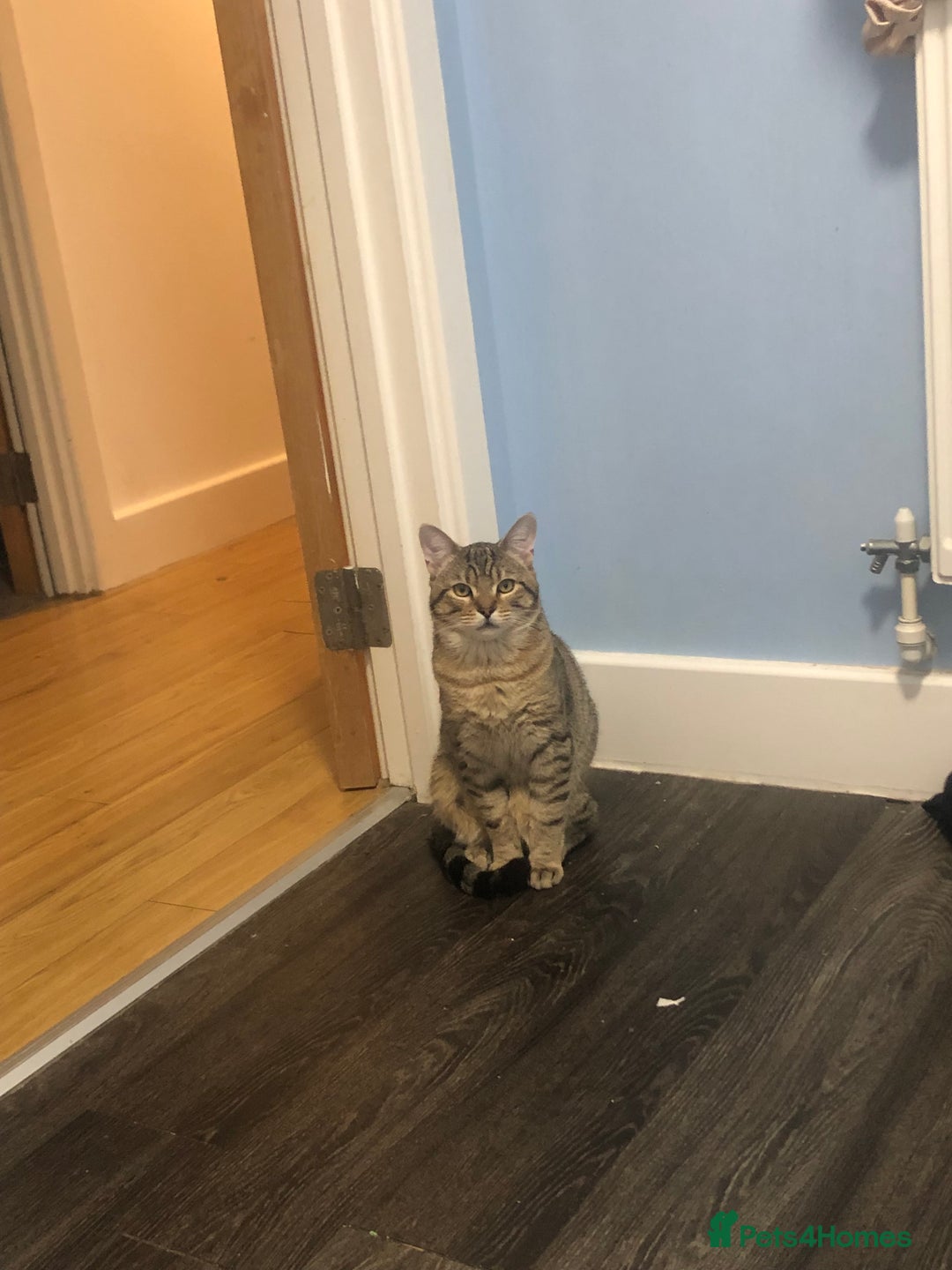 Mixed Breed cats for sale: Greg (sausage roll)  - Image 1