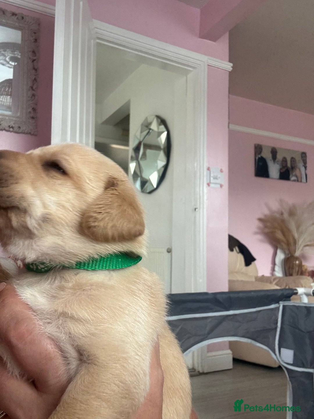 Labrador Retriever dogs for sale: Labrador puppies - Image 3