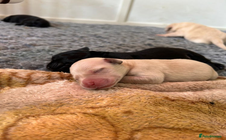 Labrador Retriever dogs - Advert 3