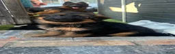 German Shepherd dogs for sale: 💥Champion🩸line GermanShepherd puppy’s LH GSD - Advert 6